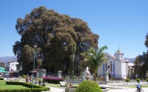 Arbol-del-Tule-Oaxaca-Mexico