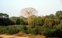 Ceiba Baum am Mopán Fluss - San Ignacio