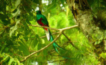 männlicher Quetzal, © Mount Totumas
