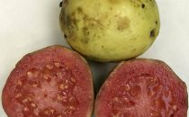 ripe_guava