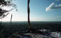 view from pyramid in Calakmul, Mexico