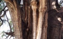 Riesenbaum von Tule (Sumpfzypresse), Mexiko