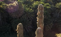 Oase von Mulegé, Baja California Sur