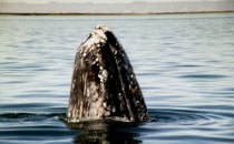Grauwal beim "Spyhopping" - Laguna San Ignacio, BCS