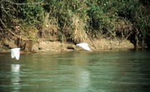 heron at the Rio San Juan