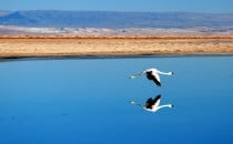 Flamingo bei San Pedro de Atacama, Chile