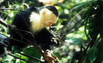 capuchin monkey in the Manuel Antonio national park, Costa Rica