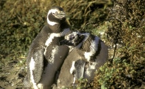 Magelan Penguins at the Seno Otway colony