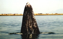 gray whale "Spyhopping", Baja California Sur, Mexico