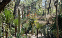 Cacti garden, Quinta Schmoll near Bernal, Mexico