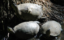 Schildkröten, Parque Museo La Venta