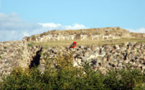 Monte Albán - Scarlet flycatcher, Mexico