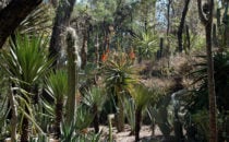 cacti in Cadereyta de Montes, Sierra Gorda, Mexiko