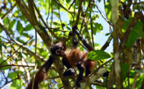 spider monkey, Corcovado NP, © K&T Ledermann
