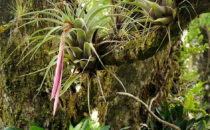 Bromeliad, Mount Totumas, Panama