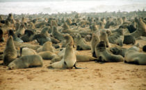 seal colony, Cape Cross, Namibia