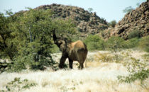 Wüstenelefant, Namibia