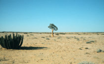 quiver tree, Namibia