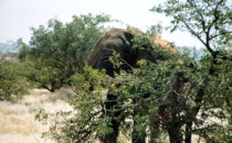 Wüstenelefant, Namibia