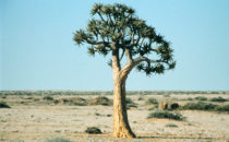 quiver tree, Namibia