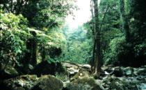 Pico Bonito National Park, Honduras