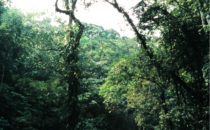 Pico Bonito Nationalpark, Honduras