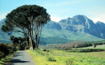 Landschaft der Weinregion, Südafrika