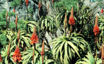 Aloe plants, Cape Peninsula, South Africa