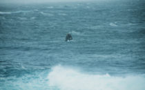 Whales off Robberg Nature Reserve, South Africa