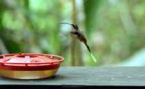Kolibri - Gamboa, © K&T Ledermann, Panama