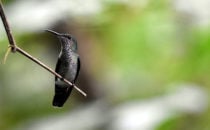 hummingbird - Gamboa, Panama © K&T Ledermann
