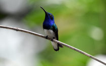 hummingbird - Gamboa, © K&T Ledermann, Panama