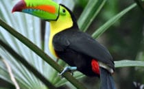 Soberania Nationalpark, Panama