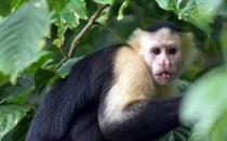 capuchin monkey - Rio Chagres, Panama © K&T Ledermann