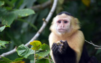 capuchin monkey - Rio Chagres, © K&T Ledermann, Panama