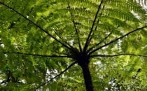 giant fern near Boquete, Panama