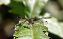Libelle, Gandoca – Manzanillo, Costa Rica