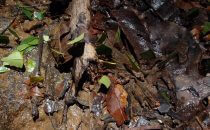 near Barichara - leaf-cutter ants, Colombia