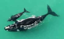 Mother whale and child, De Hoop Nature Reserve, South Africa