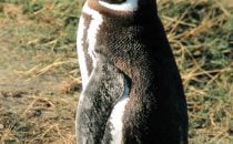 Magellanic Penguin, Punta Arenas, Chile