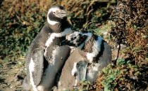 Magellanic Penguins, Punta Arenas, Chile