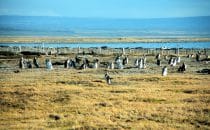 penguin colony Seno Otway, Punta Arenas, Chile