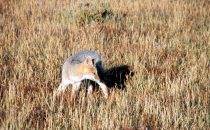 Fox at the edge of the penguin colony, Punta Arenas, Chile