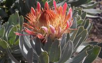 Mehloding Trail – king protea