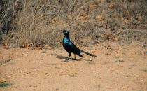 Greater blue eared starling in Kruger Park, South Africa