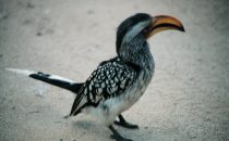 yellow-billed Hornbill in Kruger Park, South Africa