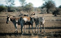 Zebras im Kruger-Park, Südafrika