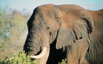 alter Elefantenbulle im Kruger-Park, Südafrika