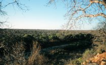 typical landscape of Kruger Park, South Africa