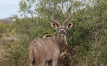 Kudu, Kruger Park, South Africa